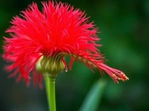 Plume du Kansas : tout savoir sur cette plante ornementale
