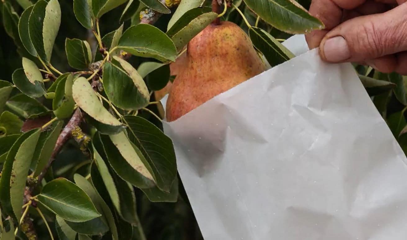 L'ensachage des fruits est-il vraiment utile au jardin ?