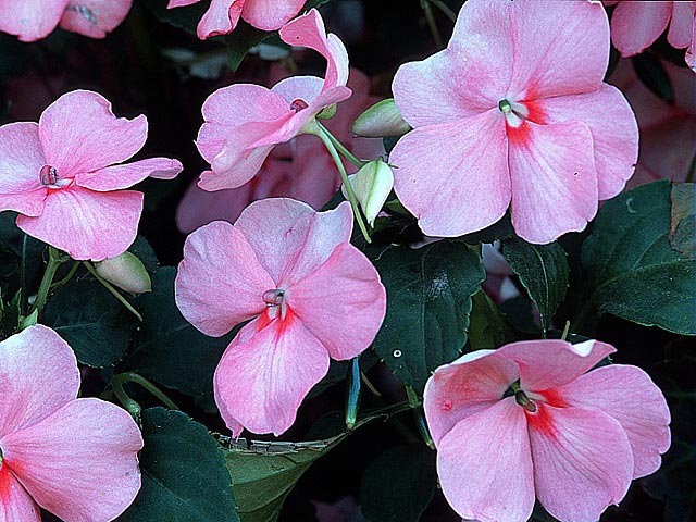 Réussir le semis d'impatiens au chaud : les bons gestes
