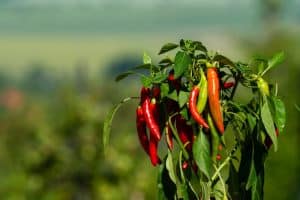 Piment : guide complet pour réussir la culture au potager