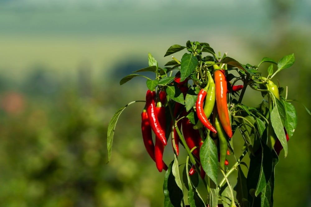 Piment : guide complet pour réussir la culture au potager