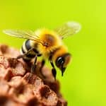 10 Natural Ways to Keep Bees Away From Your Home and Patio