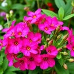 Semer la reine-marguerite