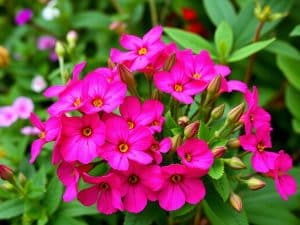 Semer la reine-marguerite