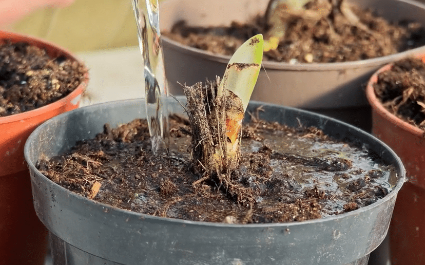 Comment rempoter les agapanthes à racines nues avant leur plantation au jardin