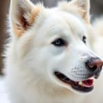 Samoyède : tout savoir sur ce chien nordique