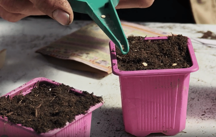 Semer des poivrons en avril : une méthode fiable et productive