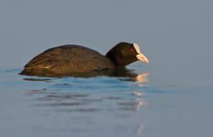 Foulque macroule : tout savoir sur cet oiseau