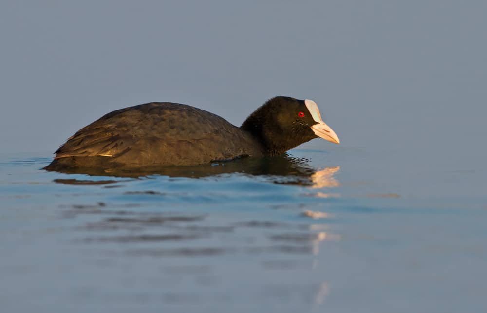Foulque macroule : tout savoir sur cet oiseau