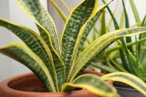 Diviser et rempoter la sansevière : guide pratique et astuces