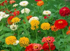Semer le zinnia : Guide complet pour une floraison éclatante