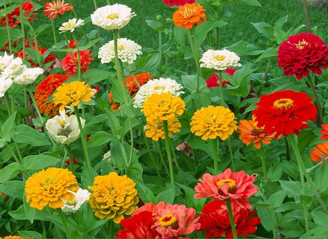 Semer le zinnia : Guide complet pour une floraison éclatante