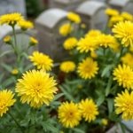 Offrir une seconde vie aux chrysanthèmes du cimetière