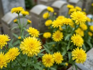 Offrir une seconde vie aux chrysanthèmes du cimetière