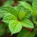 Qu'est-ce que l'herbe à pic et à quoi sert-elle ?