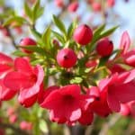 Neflier du Japon : tout savoir sur sa plantation et son entretien