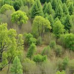 Terrain en friche : faut‑il tout couper ou préserver la végétation ?