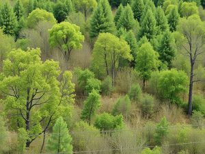 Terrain en friche : faut‑il tout couper ou préserver la végétation ?