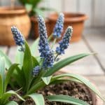 Réussir le bouturage de la lavande : guide pratique et astuces