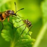 8 Effective Ways to Prevent Mosquito Bites, According to Entomologists