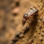 How to Get Rid of Flying Termites Before They Spread, According to Pest Experts