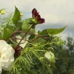 Comment cueillir les fleurs du jardin pour que le bouquet dure plus longtemps l’été ?