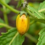 Taches brunes sur les feuilles d’ail : que faire contre la rouille au potager ?