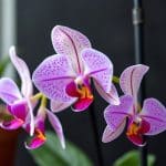 Pourquoi les fleurs de mon orchidée tombent ?