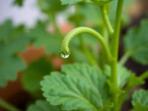 Arrosoir, goutte-à-goutte, paillage : les bons réflexes pour un potager qui résiste à la sécheresse