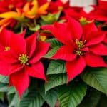 How to Care for Poinsettias