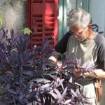 Misère pourpre : entretien, arrosage et bouturage du Tradescantia pallida