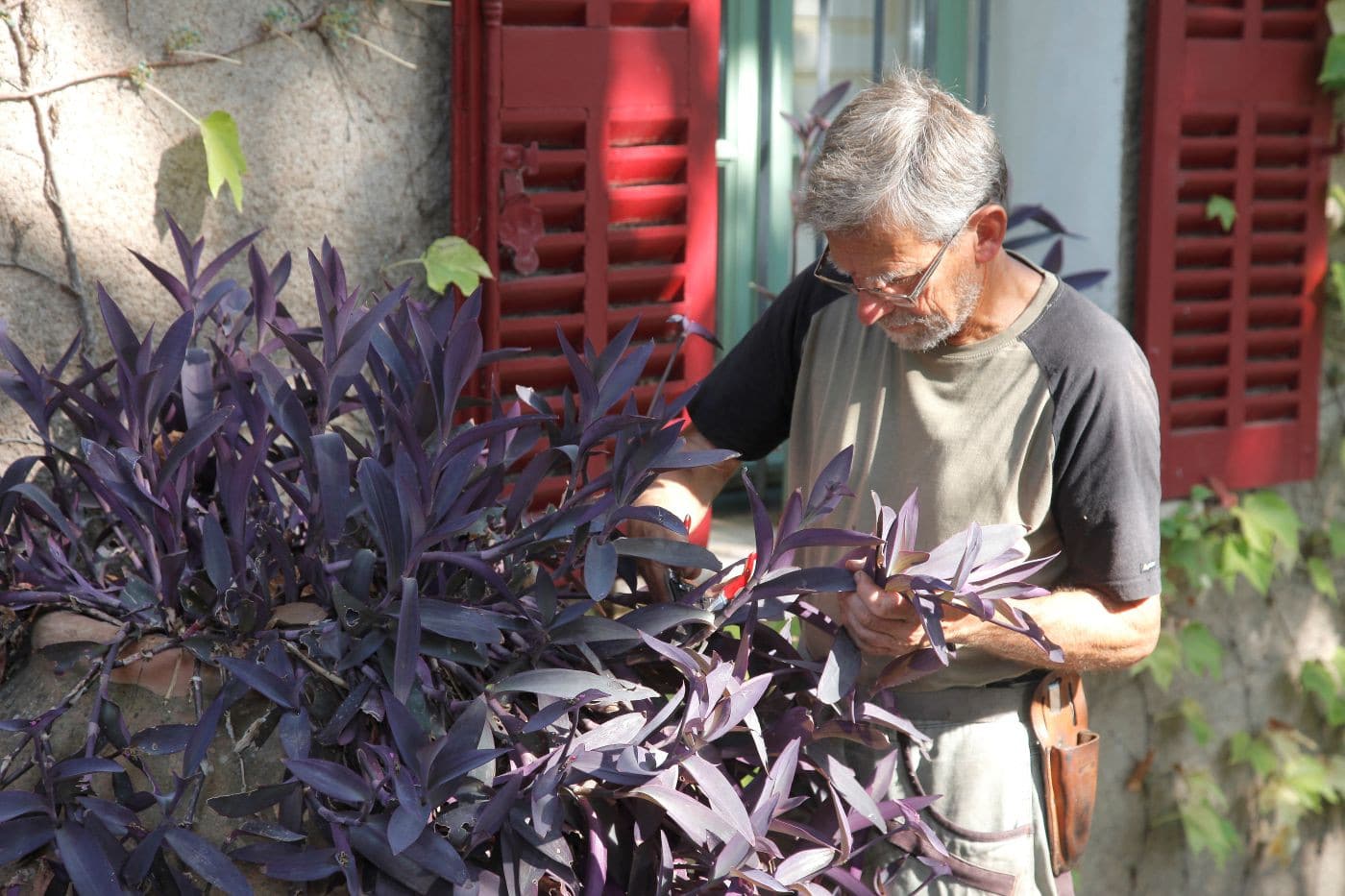 Misère pourpre : entretien, arrosage et bouturage du Tradescantia pallida
