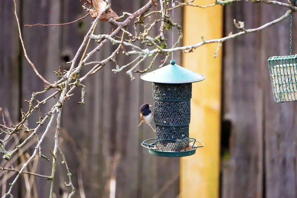 Mangeoire à oiseaux bien positionnée dans un jardin sûr, loin des prédateurs