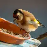 Mangeoire à oiseaux remplie de graines de qualité dans un jardin verdoyant
