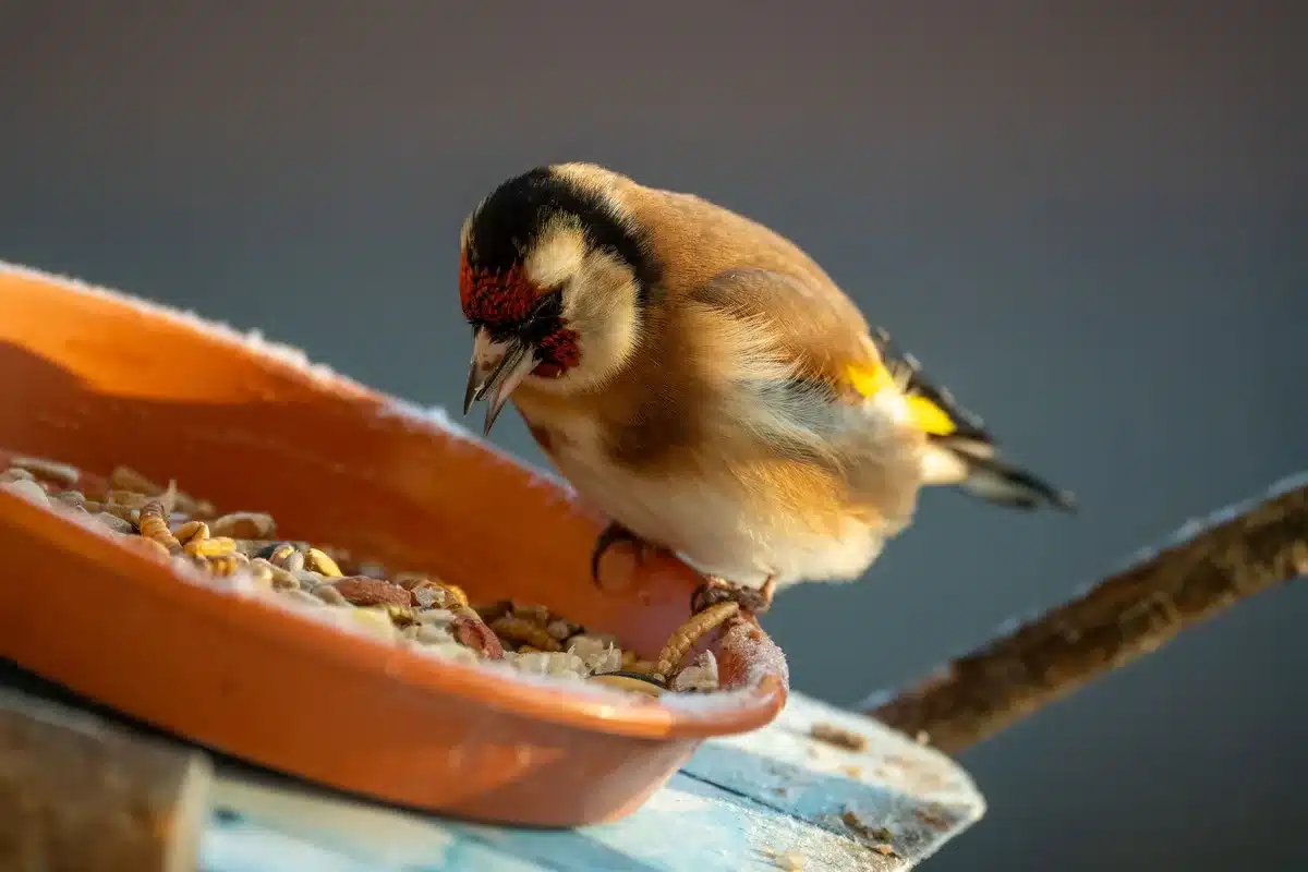 Mangeoire à oiseaux remplie de graines de qualité dans un jardin verdoyant