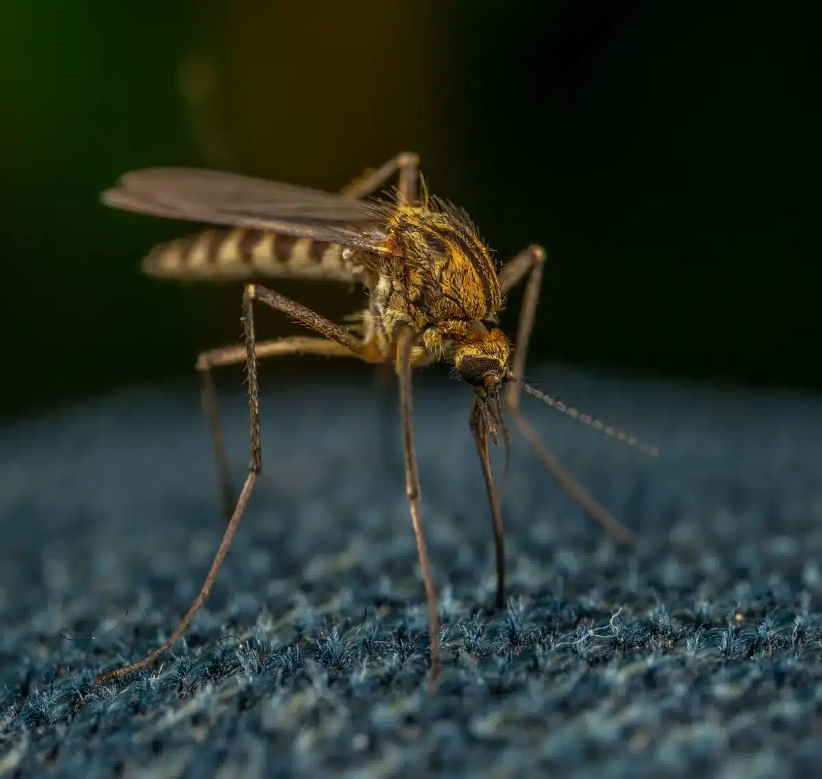 Essaim d'insectes et moustiques attirés par une source lumineuse la nuit