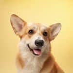 Corgi : tout savoir sur cette race de chien