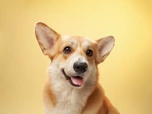 Corgi : tout savoir sur cette race de chien