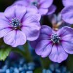 Engrais bleu : composition, utilisation et dosage au jardin