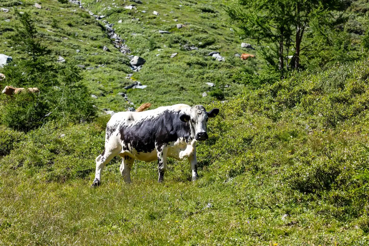 Vaches Montbéliards broutant dans les hautes prairies alpines d'Auvergne