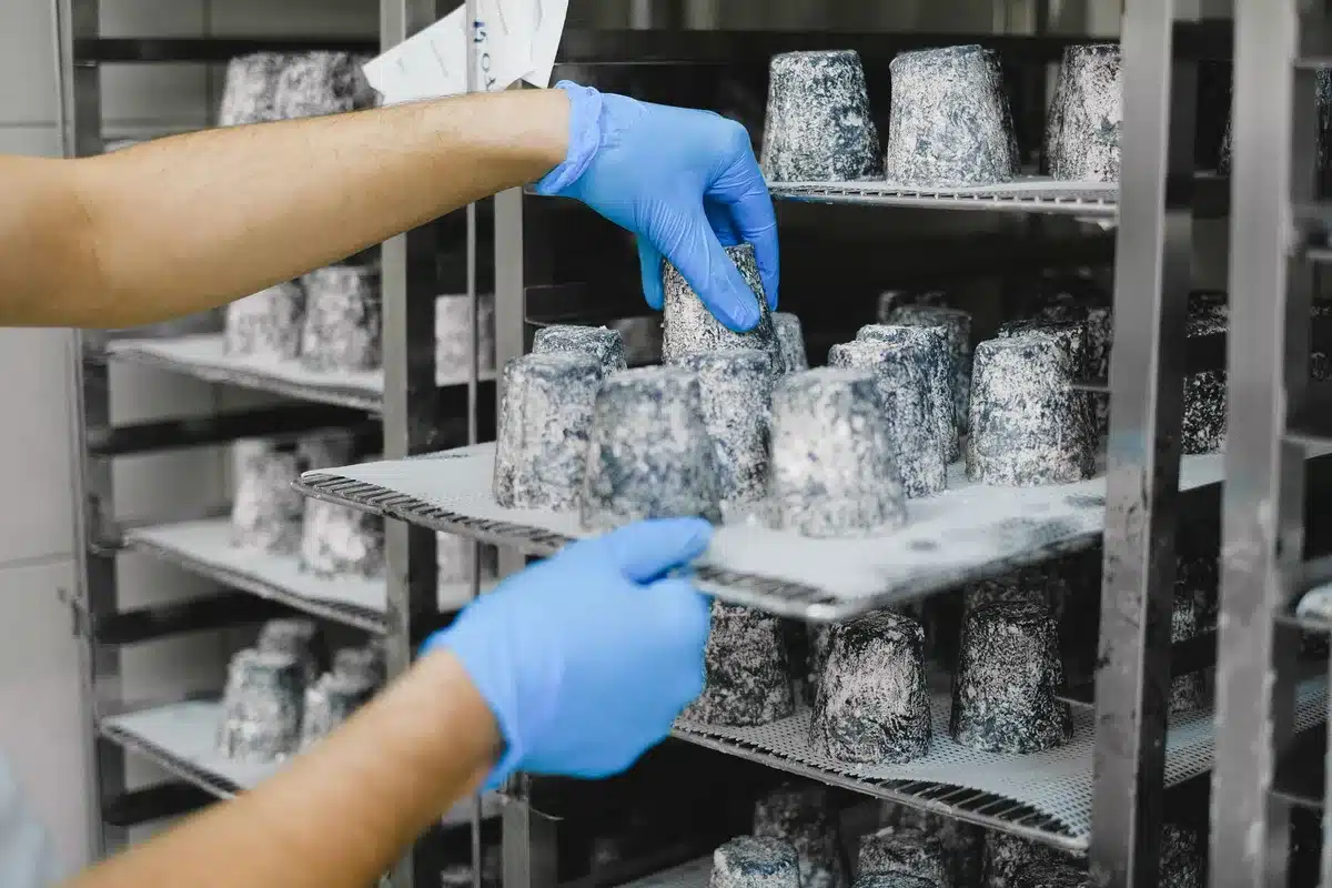Deux meules de fromage affiné avec croûtes dorées sur des étagères en pierre