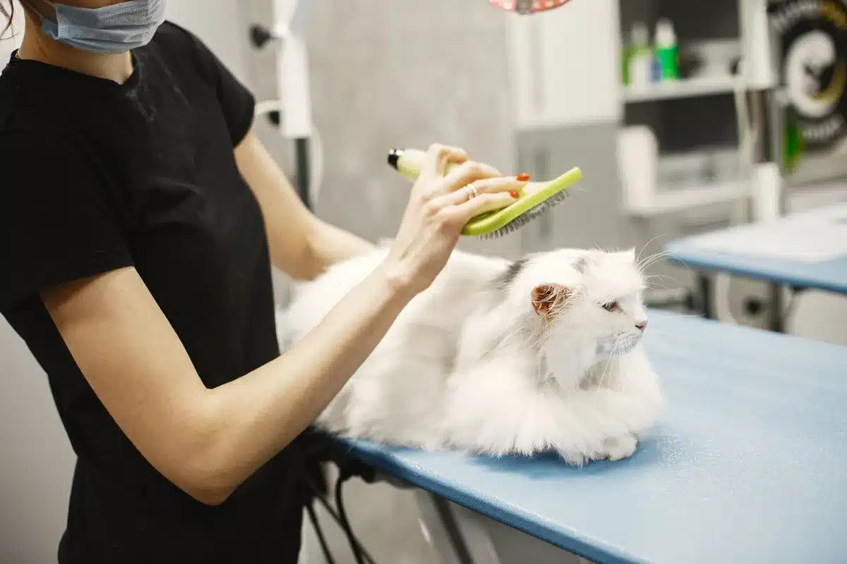 Chat aux cheveux longs recevant un brossage régulier pour maintenir sa fourrure dense