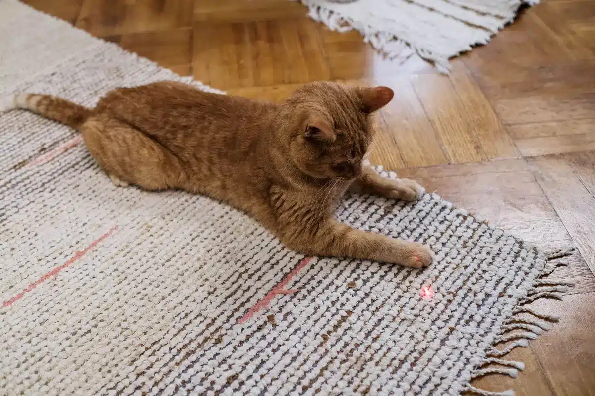 Chat jouant dans un intérieur calme et confortable avec espaces de repos