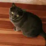 Chat aux yeux verts intenses et fourrure gris-bleu aux reflets argentés, assis sereinement dans un intérieur lumineux