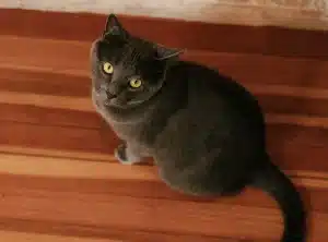 Chat aux yeux verts intenses et fourrure gris-bleu aux reflets argentés, assis sereinement dans un intérieur lumineux