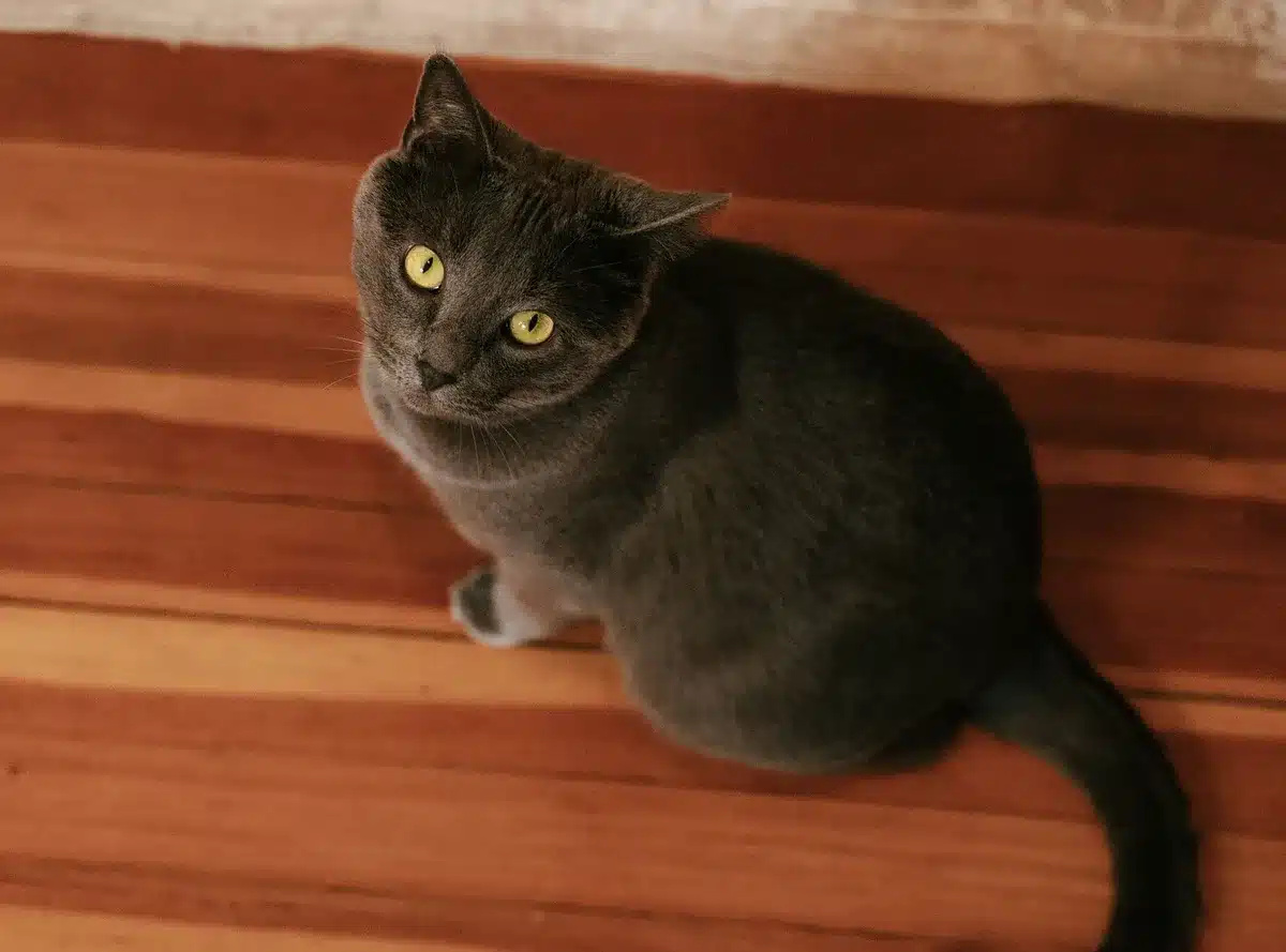 Chat aux yeux verts intenses et fourrure gris-bleu aux reflets argentés, assis sereinement dans un intérieur lumineux