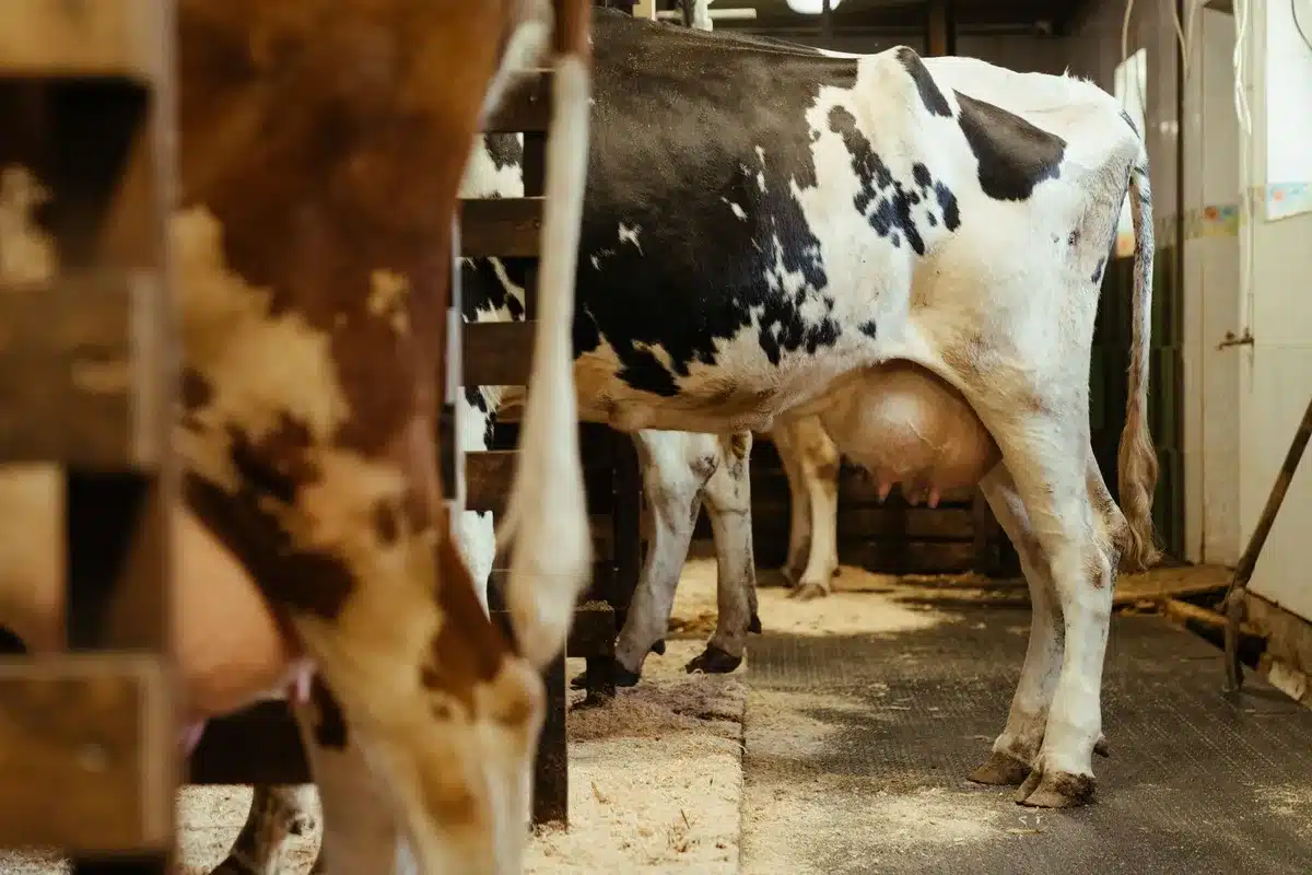 Troupeau de vaches laitières de race Abondance à la ferme
