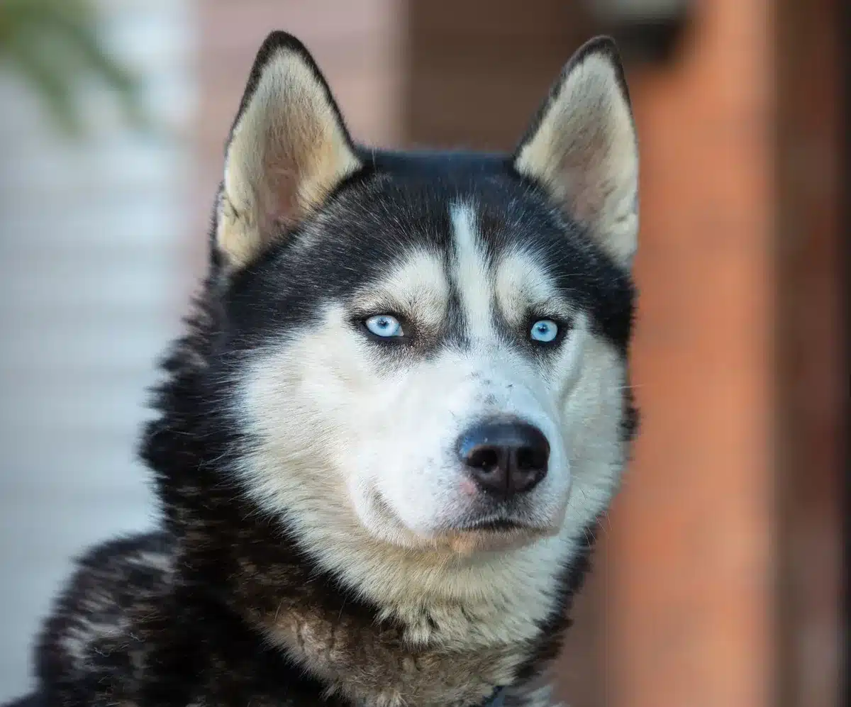 Portrait d'un husky sibérien montrant ses yeux bleus intenses et son pelage épais.