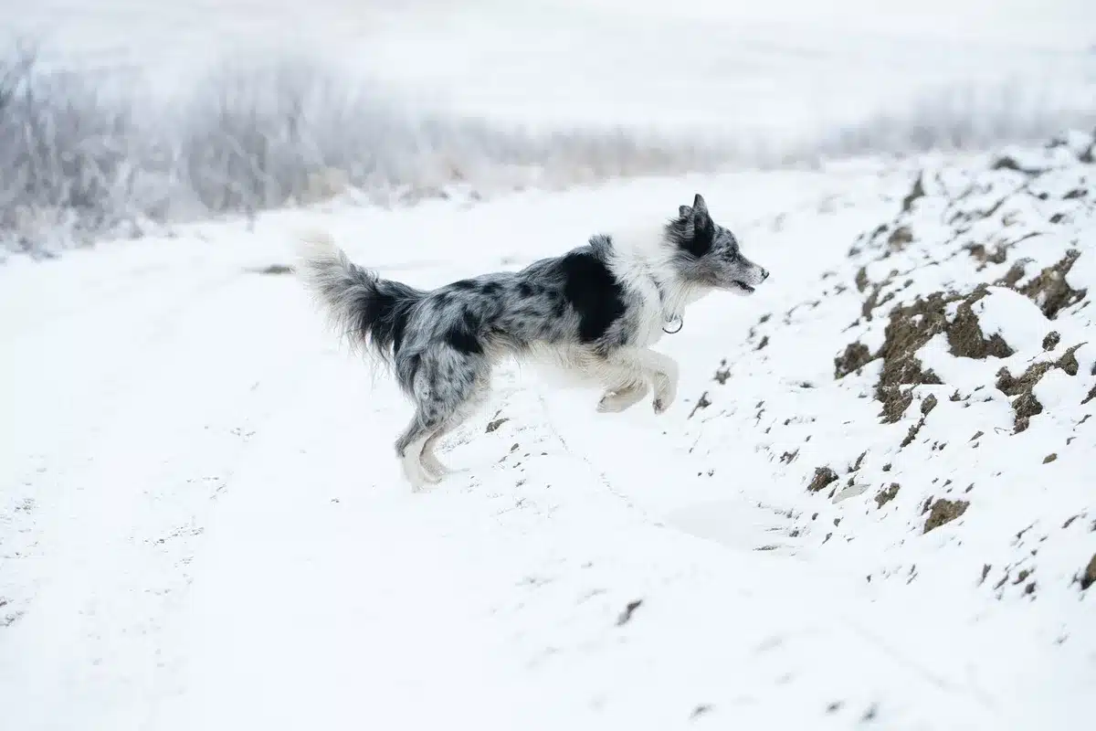 Husky en activité physique intense, courant ou tirant dans un environnement naturel.