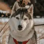 Husky en traîneau sur la neige, regard perçant et pelage épais.
